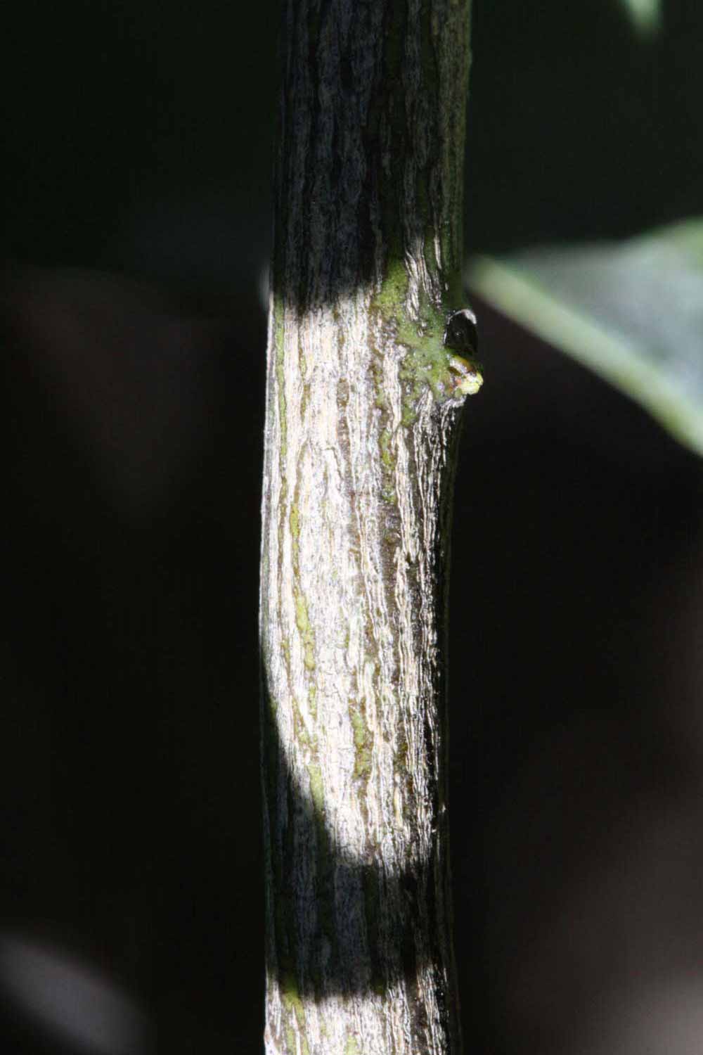              Second - third year twig (Riverside, CA)       